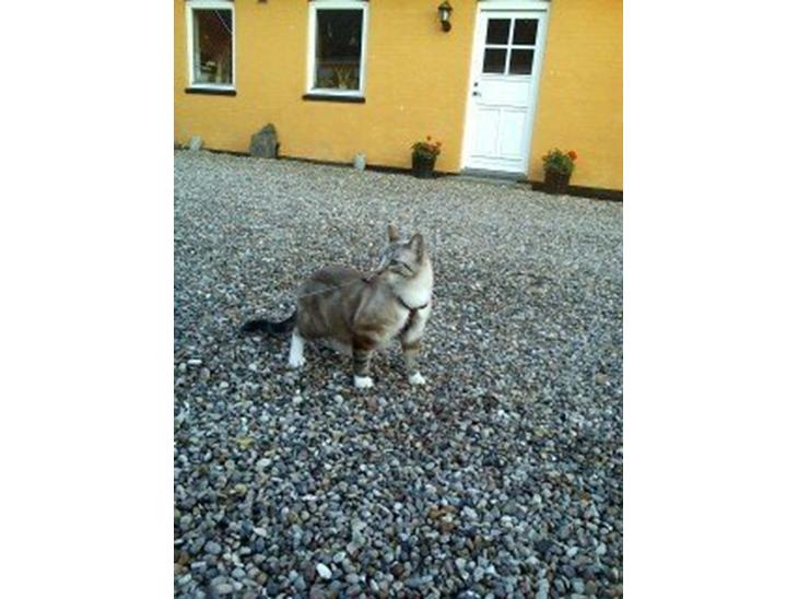 {{currentPhoto.altText}} billede {{currentPhoto.number}}