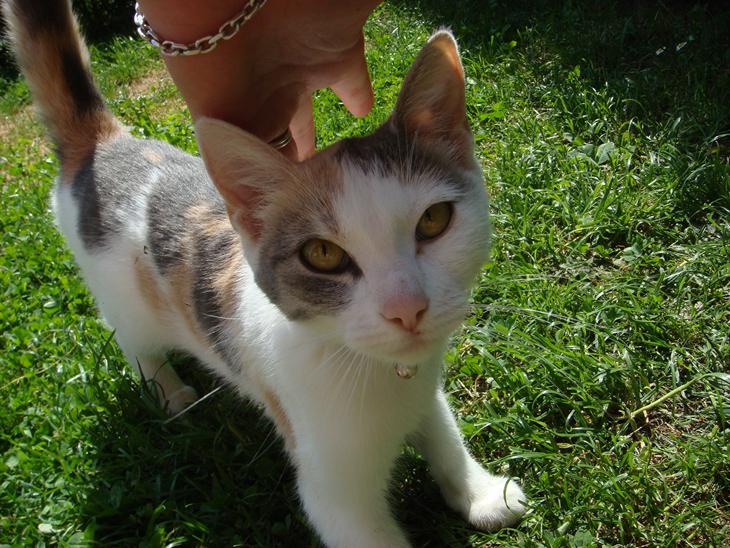 Huskat Cleo <3 billede 1