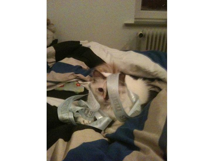 Hellig Birma DK Rosenlyst's Bailey - Hej mor , jeg har bare lige lånt båndet fra din julegave fra far <3 billede 1