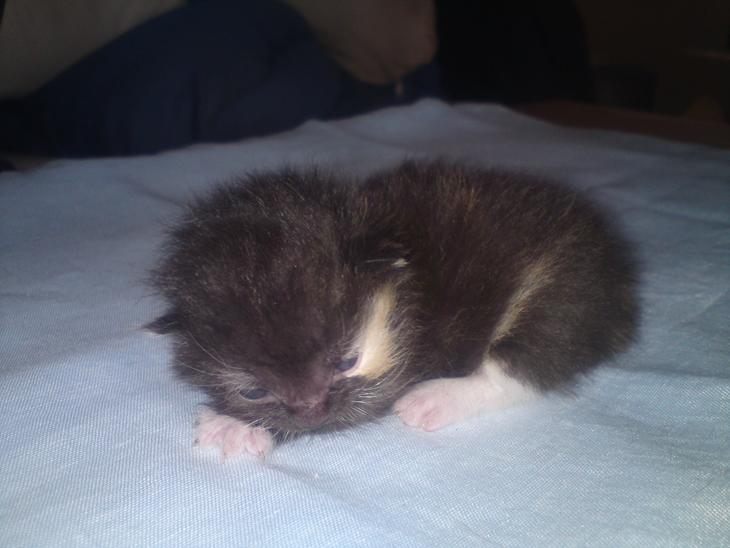 Huskat Taz - 26 maj billede 1
