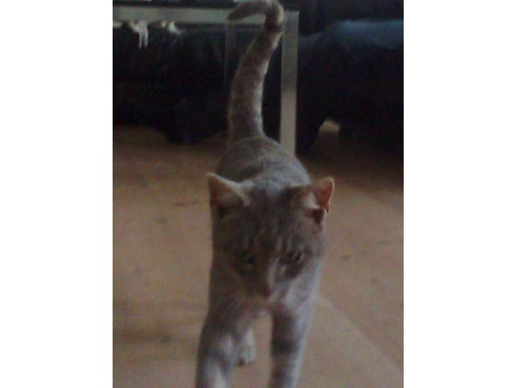 Huskat Messi billede 1