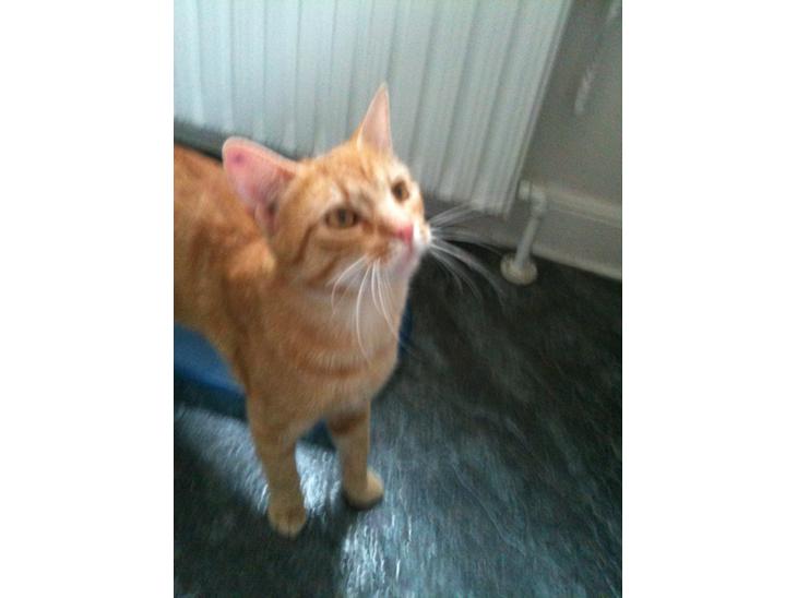 {{currentPhoto.altText}} billede {{currentPhoto.number}}