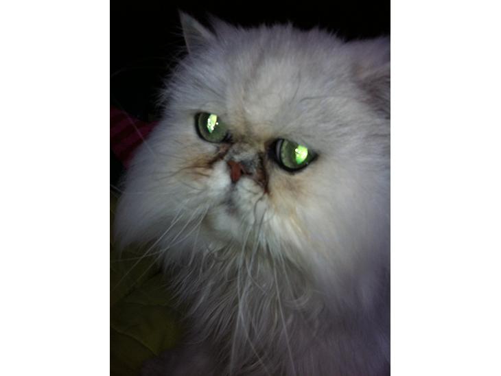 {{currentPhoto.altText}} billede {{currentPhoto.number}}