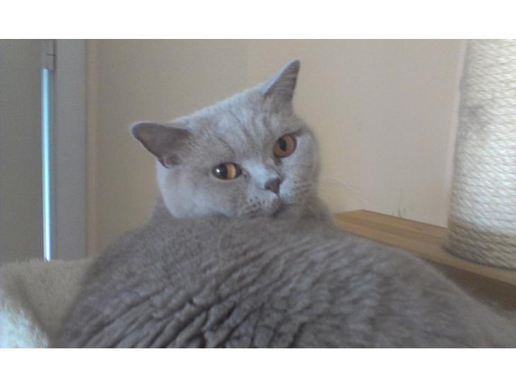 British Shorthair midas billede 1