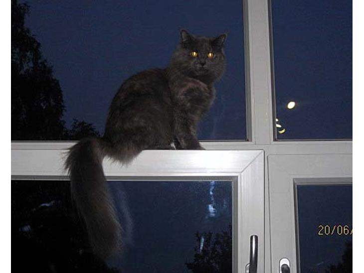 Maine Coon Coco Skye billede 1