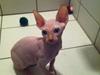 Sphynx Aslan