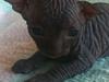 Sphynx Siff