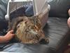 Maine Coon Ludwig [Tidl. kat]