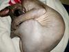 Sphynx | Yoda [Tidl. kat]