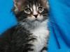Maine Coon Dk. Boromir Secret Lover
