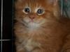Maine Coon Menja