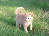 Huskat Supermand *solgt* [Tidl. kat]