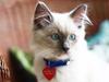 Ragdoll Kalle