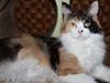 Maine Coon Mia Maja