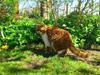 Exotic Ingolf