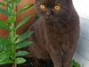 British Shorthair DK Candy's Cola (Baloo)