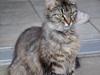 Maine Coon | Luna [R.I.P]