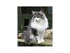 Norsk Skovkat Rasputin [Tidl. kat]