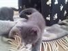 Huskat Henri