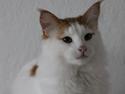 Norsk Skovkat DK Rebi Cats Xavi