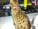 Ocicat Camena