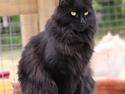 Maine Coon Maggie *Flyttet*