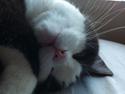 Huskat Mischa