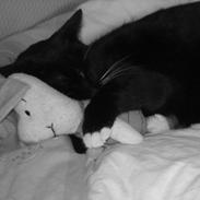 Huskat Lille My