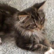 Maine Coon Duchess