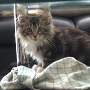Maine Coon Duchess