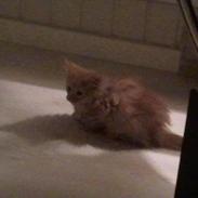 Blanding af racer kitkat aka dullemis