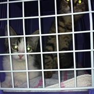 Blanding af racer Ida