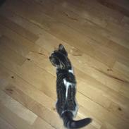 Blanding af racer Ida