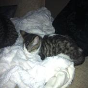 Blanding af racer Ida