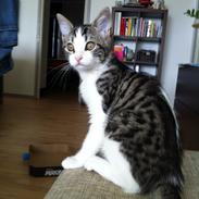 Blanding af racer Ida