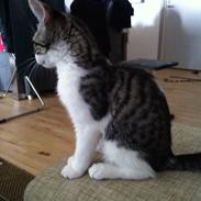 Blanding af racer Ida