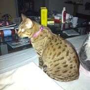 Ocicat Camena