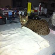 Ocicat Camena