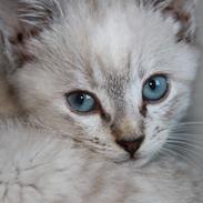 Blanding af racer *Blue*