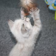 Blanding af racer *Blue*