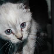 Blanding af racer *Blue*