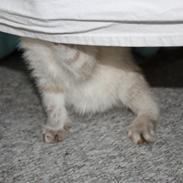 Blanding af racer *Blue*