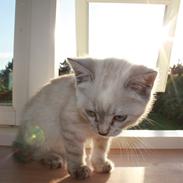 Blanding af racer *Blue*