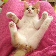 Blanding af racer Disney