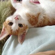 Blanding af racer Disney