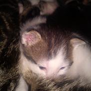 Huskat lennert