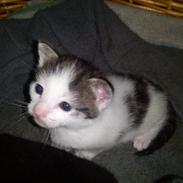 Huskat lennert