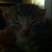 Huskat Misser