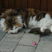 Norsk Skovkat DK Eas Chinook Sommerfugl