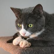 Blanding af racer Nomi